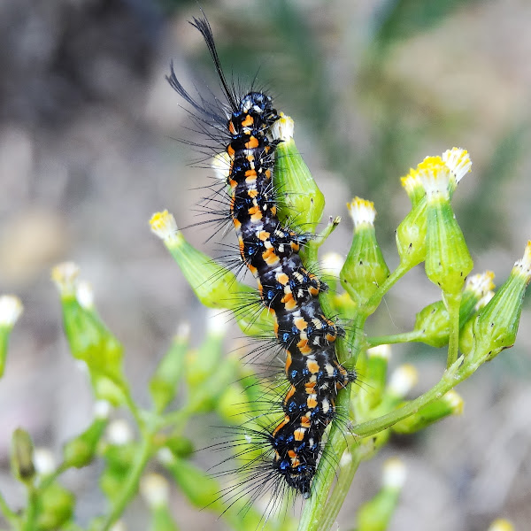 Simple Visual Guide: 17 Types of Striped Caterpillars That May Be Eating  Your Plants – Garden Betty