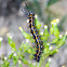 Magpie moth larva