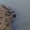 Muskrat