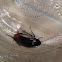 Smokey brown cockroach