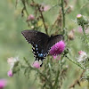 Eastern Tiger Swallowtail (black phase female)