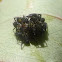 Coccinellidae larvae cluster