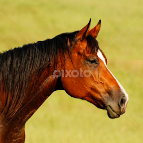 by Heather Carter - Animals Horses