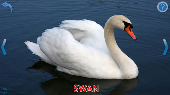   Kids Learn About Animals- screenshot thumbnail   