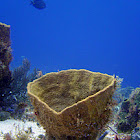 Natted barrel sponge