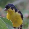 Lesser Goldfinch           male