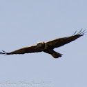 Marsh Harrier; Aguilucho Lagunero