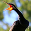 AUSTRALIAN DARTER