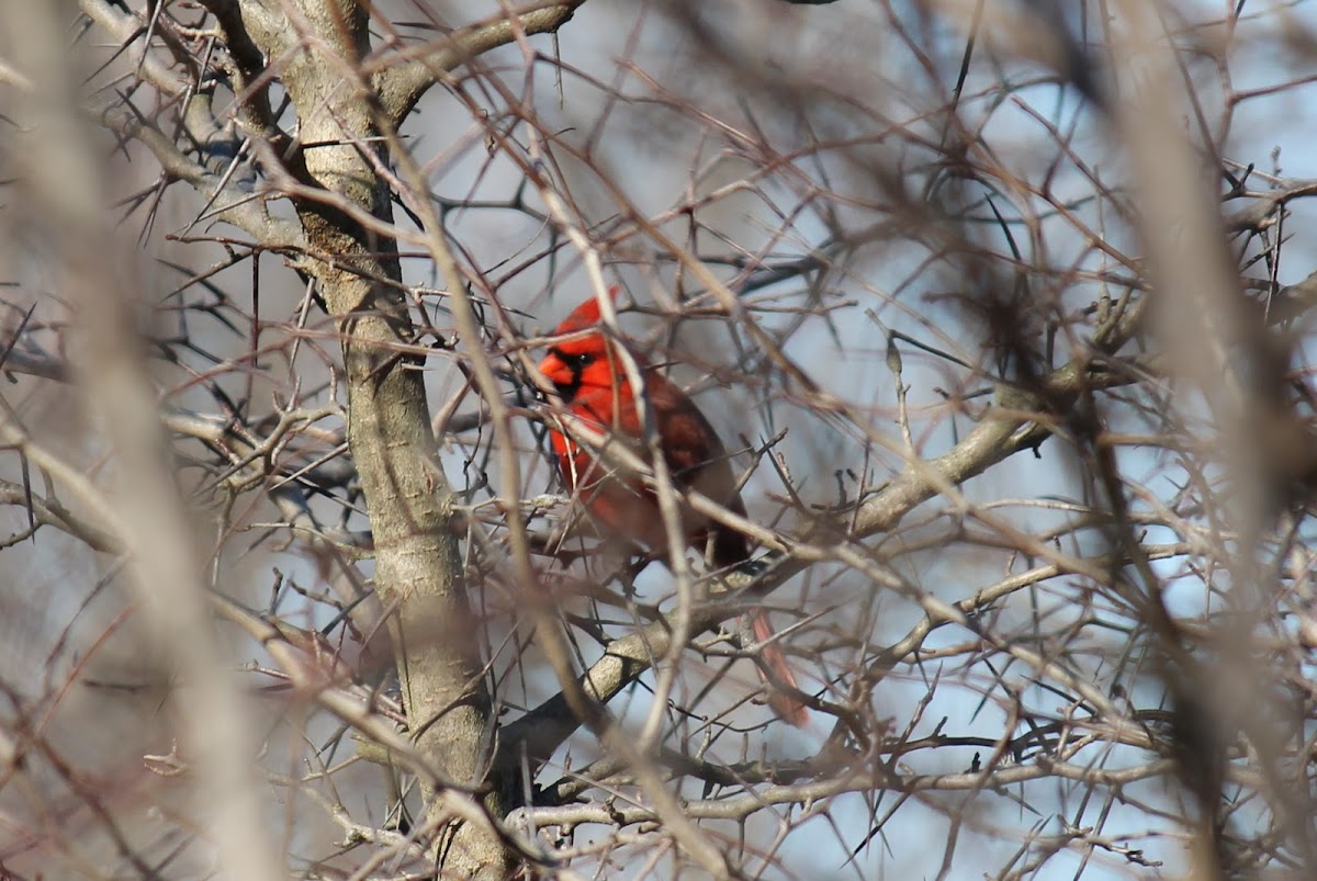 northern cardinal male