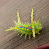 Limacodid Moth Caterpillar