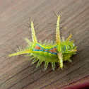 Limacodid Moth Caterpillar
