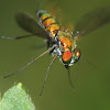 Dolichopodid Fly