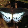 Blue Mormon