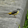 Grey wagtail adult