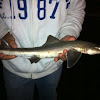 Spiny Dogfish