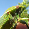 Greengrocer cicada