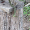 Golden tree snake