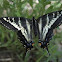 Pale Swallowtail butterfly