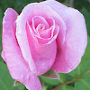 Pink Hybrid Tea Roses