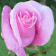 Pink Hybrid Tea Roses