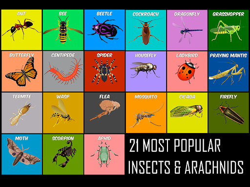 Insect Arachnid Life Cycle