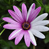 Trailing African Daisy