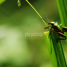 green sparkles by Klo Mocil - Animals Insects & Spiders