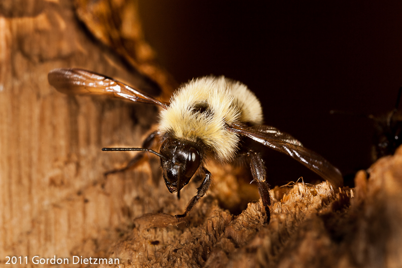 Common Eastern Bumblebee