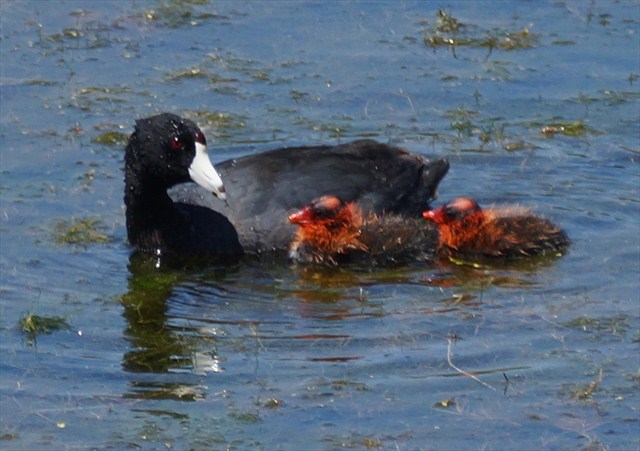 American Coot (and chicks)