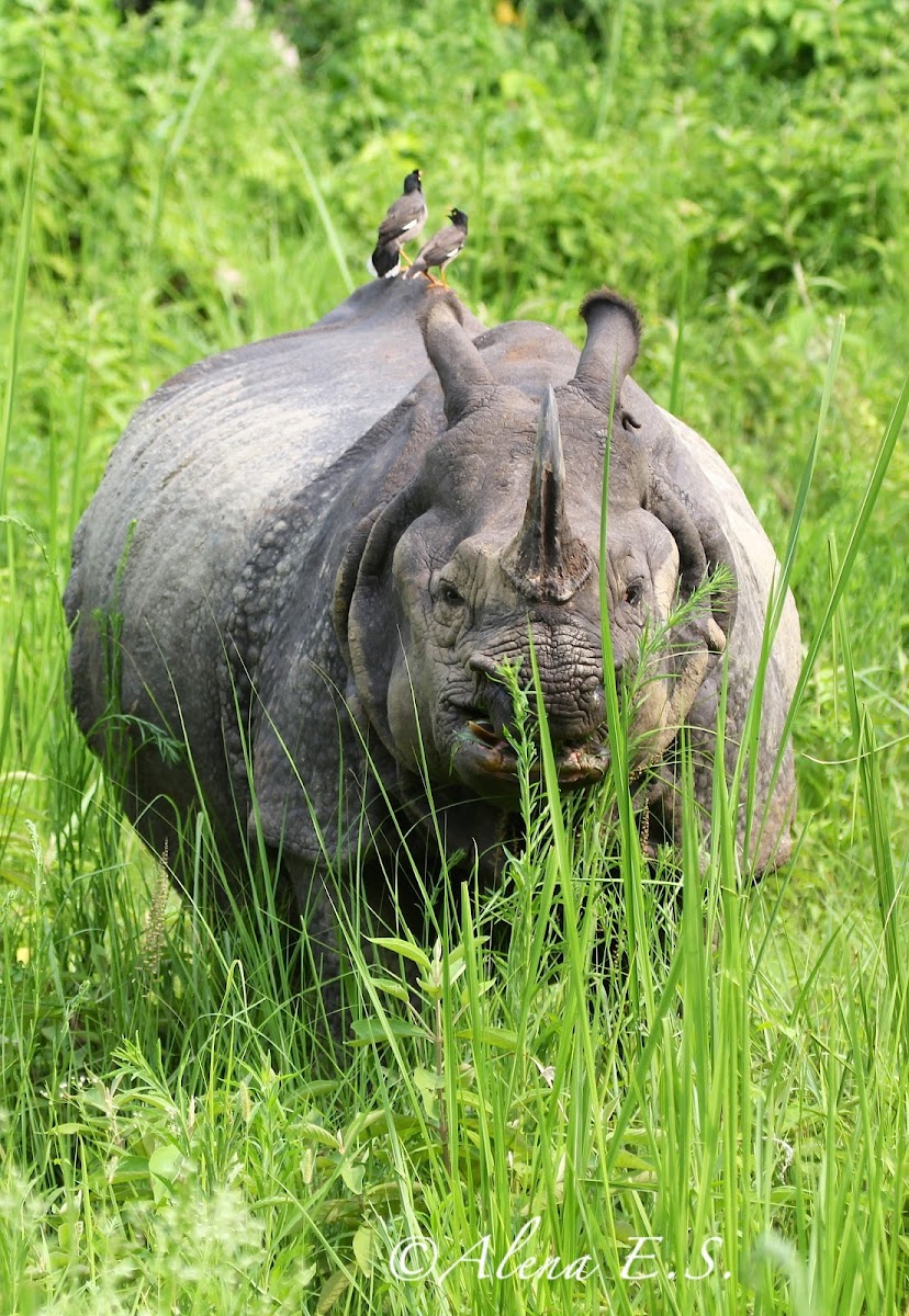 One-Horned Rhinoceros