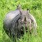 One-Horned Rhinoceros