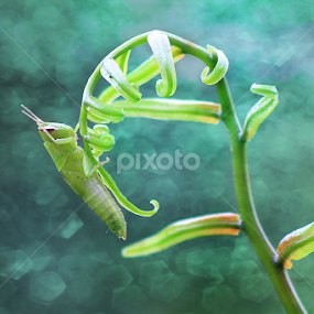 Menunggu by Ricky Lendarizch - Digital Art Animals