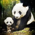 Awesome Animals Pics HD logo