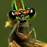 Damselfly 2 by Mohamad Firdaus -  