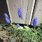 Grape Hyacinth