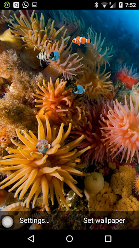 免費下載個人化APP|Coral reef free live wallpaper app開箱文|APP開箱王
