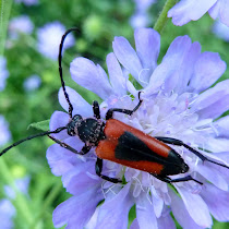 Longhorn Beetles (Global)