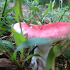 Emetic Russula