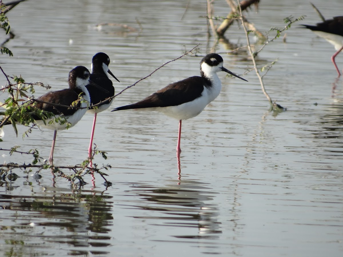 Black-Necked Stilt