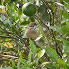 European Tree Sparrow