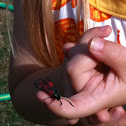 Six-spot Burnet