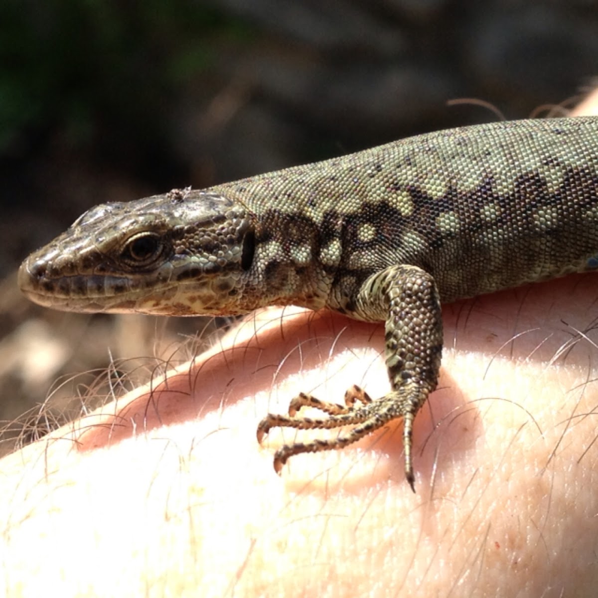 Italian Wall Lizard Project Noah