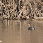 Least Grebe