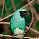 Tersina (Swallow-tanager)