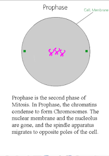 Download Xtreme Mitosis APK for PC