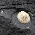 Limpet