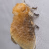 Black waved flannel moth