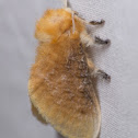 Black waved flannel moth