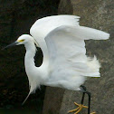 Snowy Egret