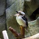 Laughing kookaburra (most likely)